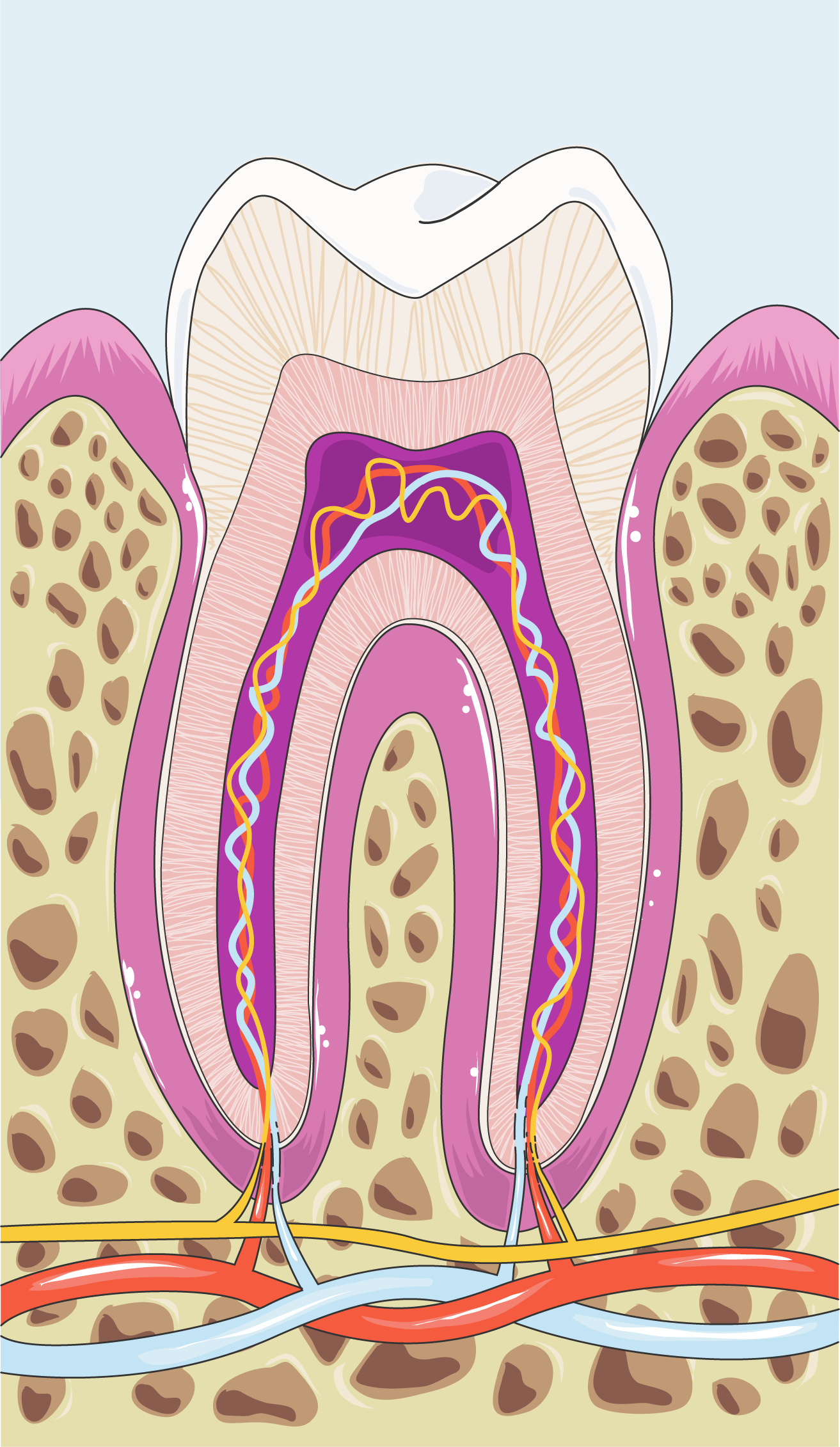 Cross-section of a molar seated in its alveolus